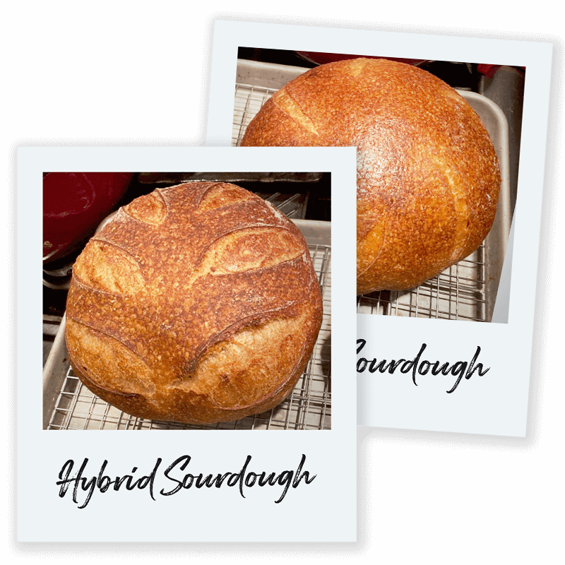 Hybrid Sourdough Boule